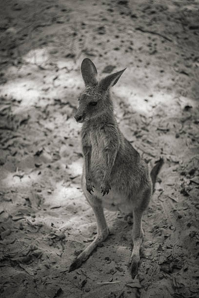 istock Baby kangaroo poses in front of camera, black and white image 2218993244