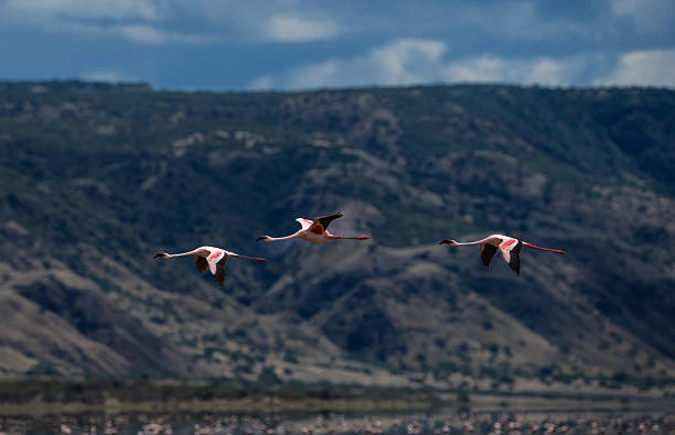 Three lesser flamingos fly in unison across the volcanic plains of Lake Natron, framed by the sweeping cliffs of the East African Rift Valley. Below them, thousands more gather, blending into the earth-toned landscape. With their vivid pink wings standing out against brooding terrain, these birds echo the power, fragility, and rhythm of life at one of Africa’s most elemental crossroads.