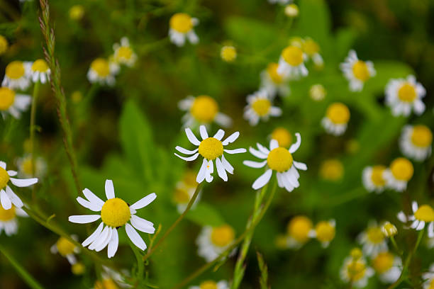 istock White daisies with yellow centers bloom in the grass, creating a delicate and fresh summer landscape. These wildflowers symbolize purity, tranquility, and natural beauty. 2218997678