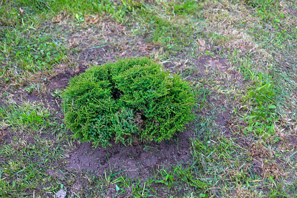 A small, compact thuja bush is planted in the ground, surrounded by green grass. This ornamental plant symbolizes a well-maintained garden and a desire for landscape design.