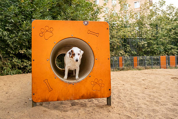 Dogs playing in a dog park