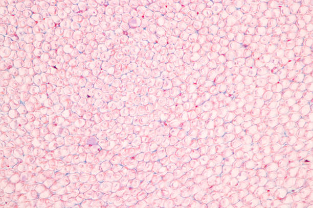 istock Pathology and Histology Tissue of Mammals under microscope. 2219001095