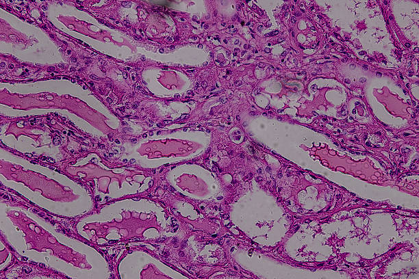 istock Pathology and Histology Tissue of Mammals under microscope. 2219001223