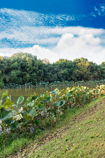 Lush greener around the pond in the park