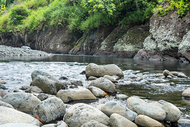 Low angle shot of smooth river rocks and clear stream in tropical forest. Perfect for calm nature themes, travel visuals, or environmental design backdrops