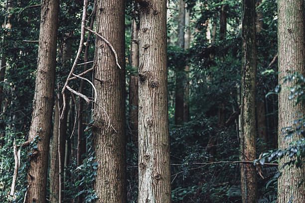 Fresh green shining in the dark forest