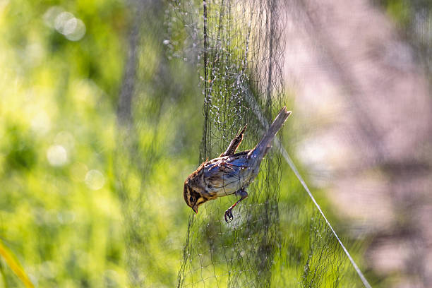 istock Female Reed bunting stuck in a mist net waiting for bird ringing 2219005208