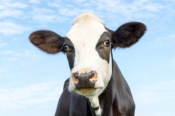 istock Cow black and white, milker cattle, in front of a blue sky 2219006491