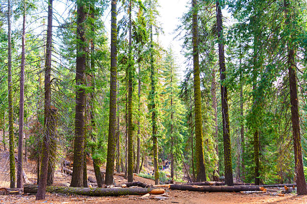 Group of hikers navigates through the towering trees of Sequoia National Park, showcasing the diverse landscape and vibrant greenery in a serene setting.