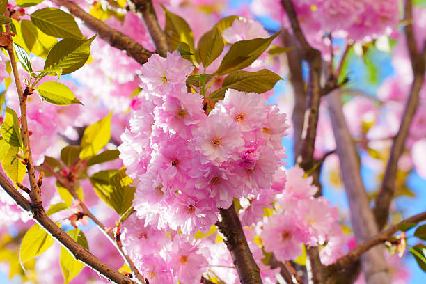 istock Beautiful Cherry Blossom Flowers Blooming in Spring on a Sunny Day 2219007495