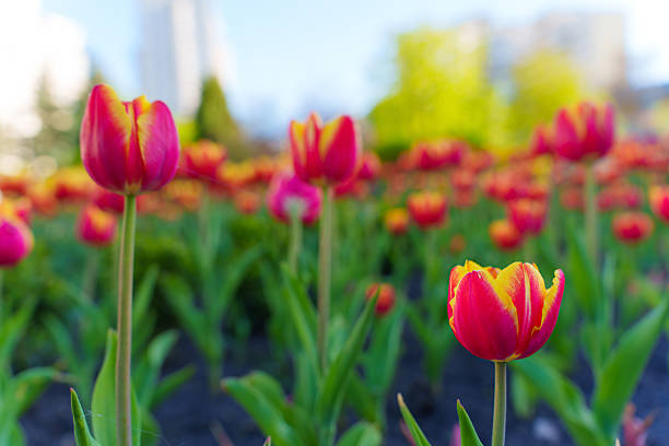 istock Vibrant Tulip Field in Bloom Under Clear Blue Sky 2219007642