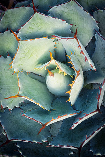 istock Cacti and Succulants in Brisbane Botanic Gardens 2219010950
