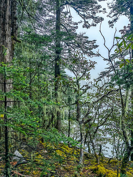 istock Green forest landscape with trunks of trees covered with a moss 2219011066