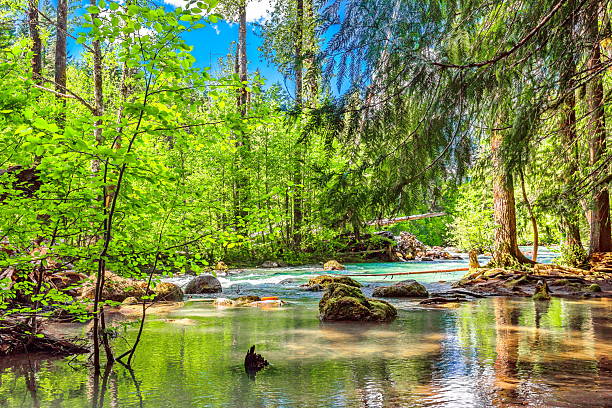 Arm of Cheakamus River - is a stream, running through the stony bottom of a canyon overgrown  with green forest, half of way from Squamish to Whistler, British Columbia Canada