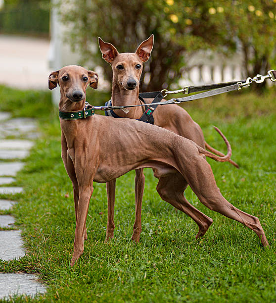 istock two italian greyhounds standing on grass.. 2219011304