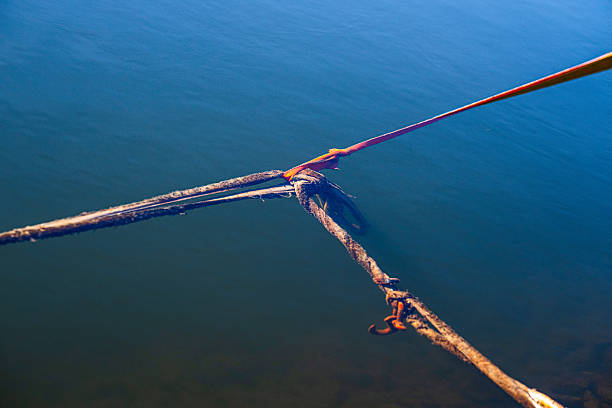A old Iguana is crawling on the rope which are connected between the cruise and bollard