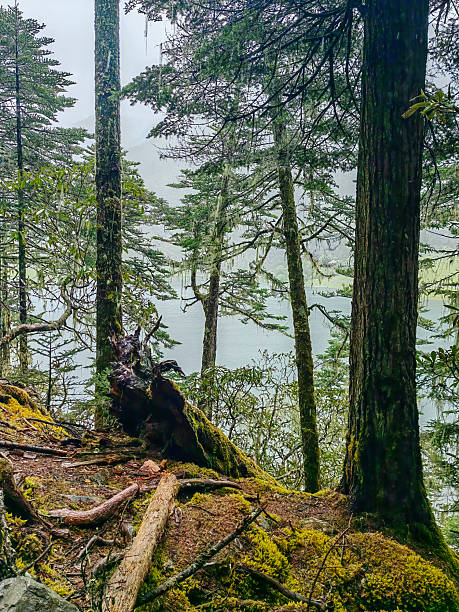 istock Green forest landscape with trunks of trees covered with a moss 2219011649