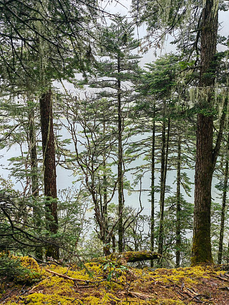 istock Green forest landscape with trunks of trees covered with a moss 2219011655
