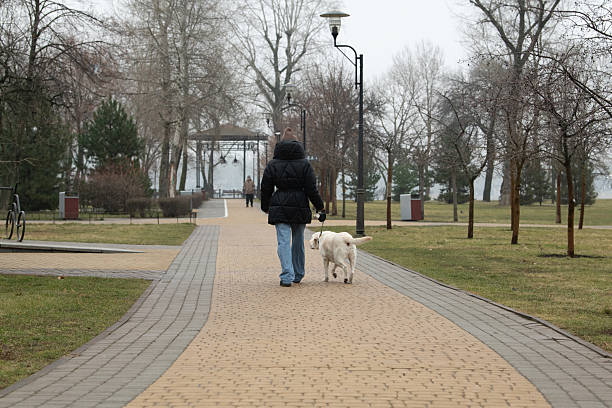A person strolls on a paved path in a park, walking a white dog. The landscape features bare trees and a gazebo, creating a serene winter atmosphere.