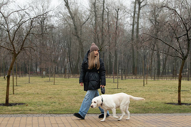 istock A young woman walks her yellow Labrador retriever in a quiet park, surrounded by budding trees and soft grass. The day is overcast, hinting at early spring 2219012803