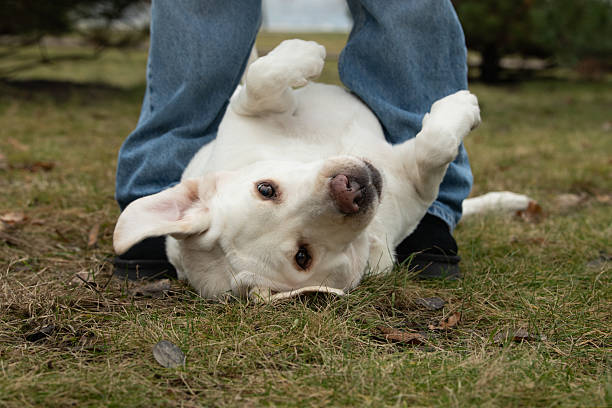 A cheerful white dog joyfully rolls on its back on the grass, enjoying a playful moment while its owner stands close by, bringing a sense of fun to the outdoor setting.