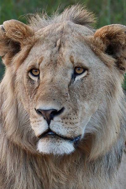 istock Majestic Lion Close-Up 2219013475