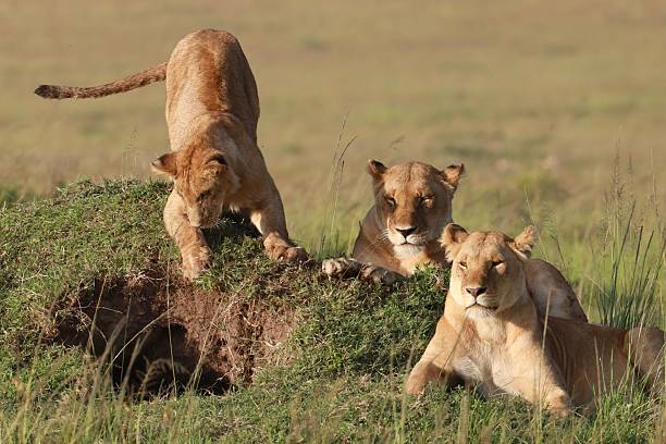 istock Lions resting on a grassy mound in the savannah. 2219013498