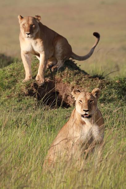 istock Lionesses in the Savannah 2219013502