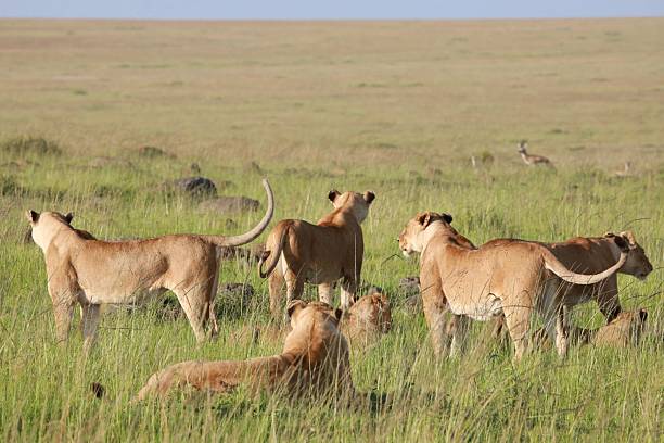 istock Lions resting in the African savanna. 2219013511