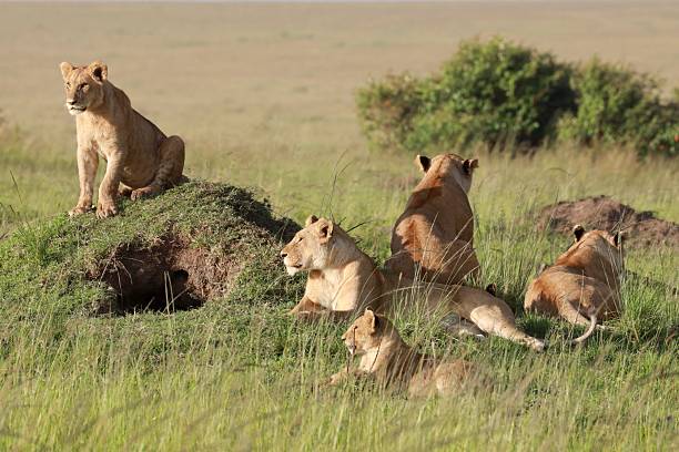 istock Lions resting on a grassy mound in the African savanna. 2219013519
