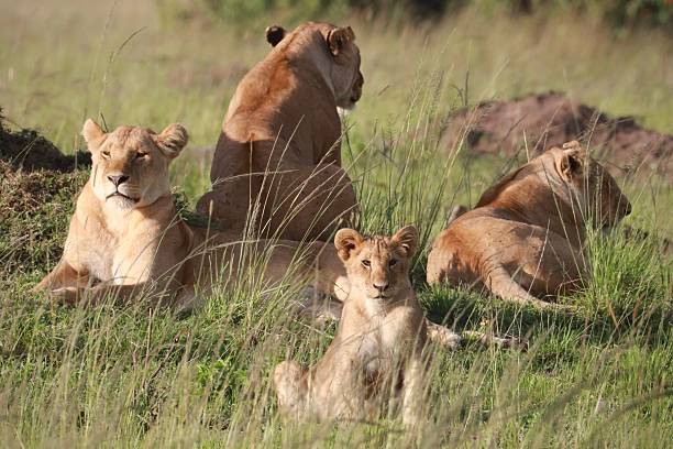 istock Pride of Lions Resting in Grasslands 2219013522