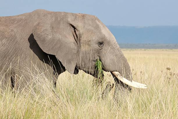 Taken in the Okavango Delta, Botswana