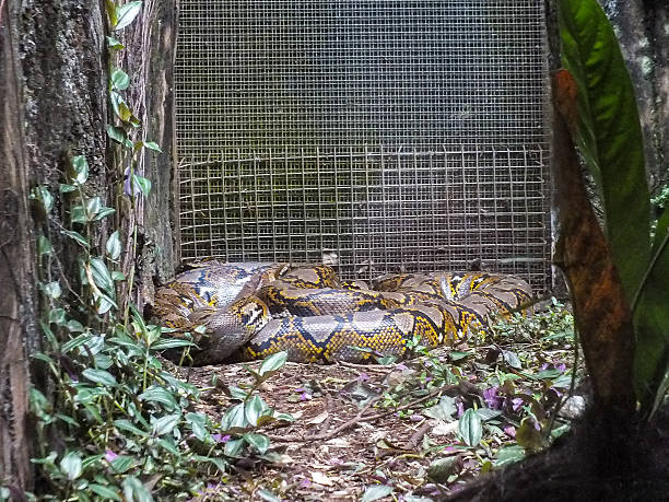 Python Acrantophis Ground 20+ Madagascar Ground Boa Photos Stock Photos, Pictures & Royalty-Free ...