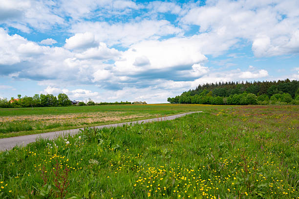 istock Road through meadow, field and forest in spring, green trees, walking path or trail through landscape in Germany, blooming nature 2219013921