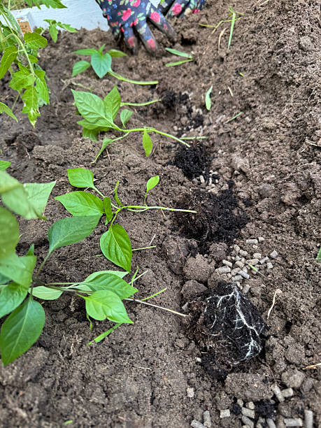 istock Peppers seedlings lie on the garden bed before planting. 2219013982