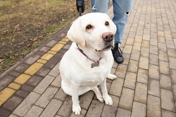 istock A well-groomed white dog sits patiently on a patterned brick pathway in a park. Its owner stands nearby, creating a calm outdoor atmosphere 2219014711