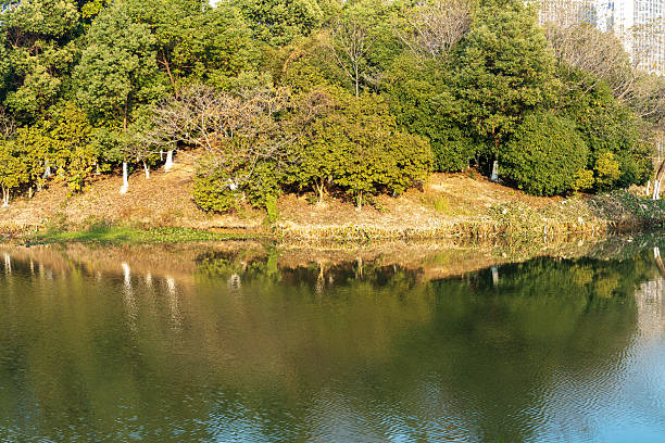 Lush greener around the pond in the park