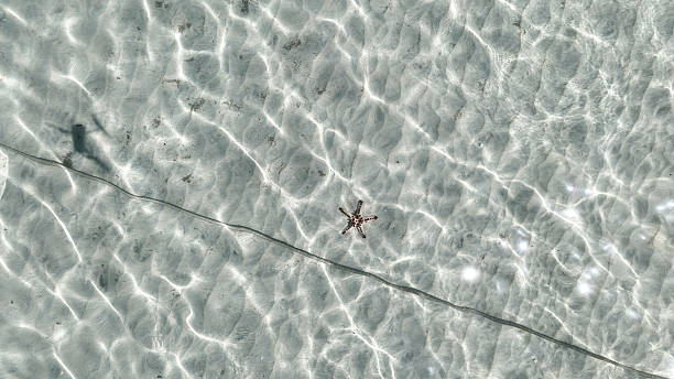 A single starfish rests on the rippled sand beneath transparent water, highlighted by sun rays. The peaceful setting captures the untouched beauty of a tropical shoreline