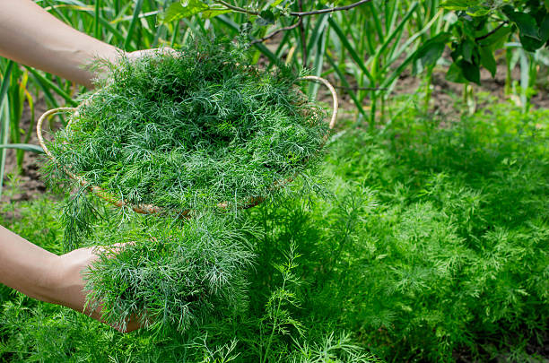 istock woman harvests dill, holds a bowl with dill in her hands. Selective focus 2219019329
