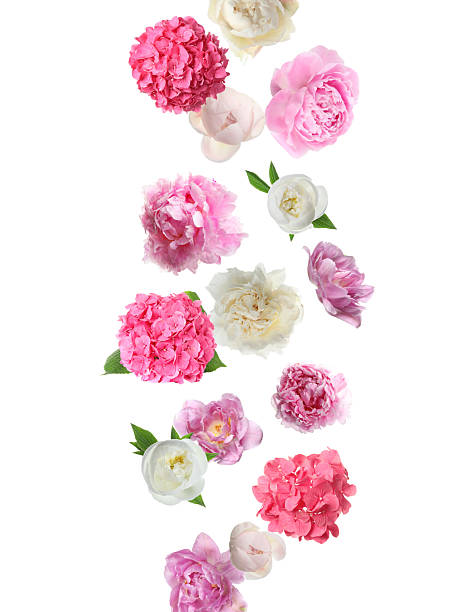 istock Beautiful fresh flowers falling on white background 2219020140