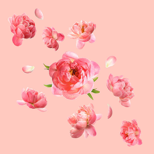 istock Beautiful fresh flowers falling on pastel coral background 2219020155