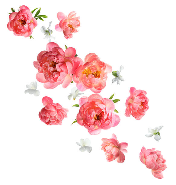 istock Beautiful fresh flowers falling on white background 2219020159