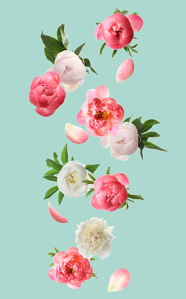 istock Beautiful fresh flowers falling on turquoise background 2219020167
