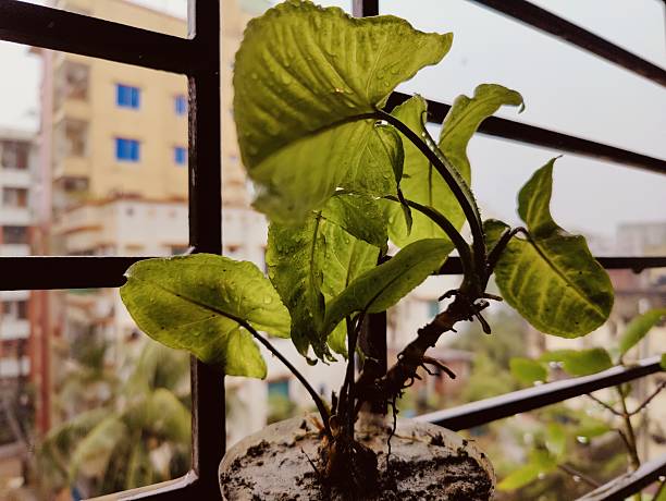 Green plants covers a window in this urban scene, providing a beautiful contrast to the surrounding cityscape and architecture,