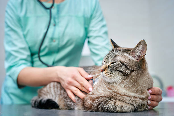 istock Veterinarian checking a domestic cat with stethoscope at the visit 2219022589