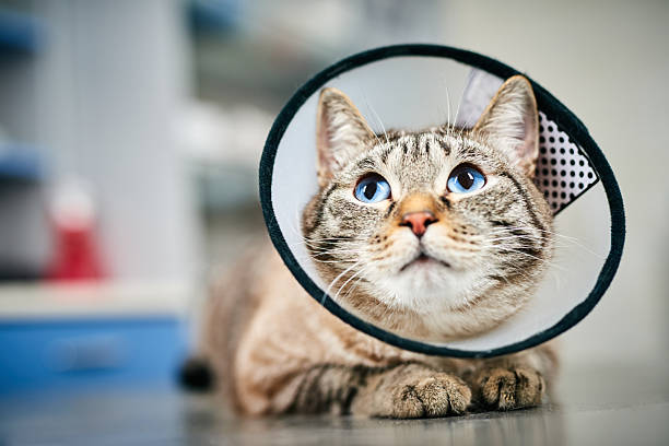 istock Cute domestic cat in protective collar 2219022596
