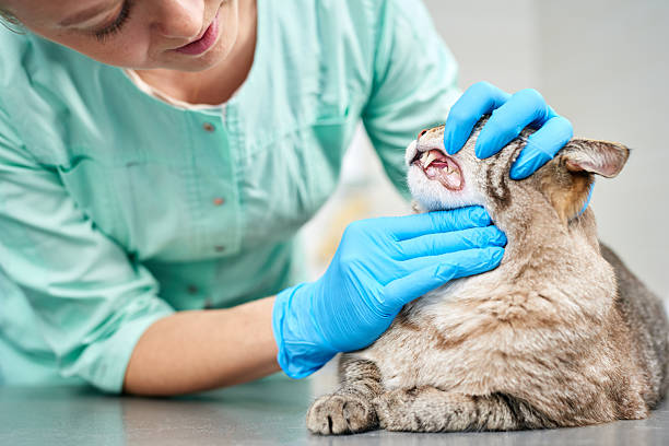 istock Examining cat's teeth at veterinarian visit 2219022603