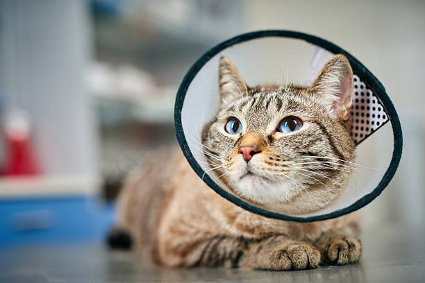 istock Cute domestic cat in protective collar at the veterinarian 2219022613