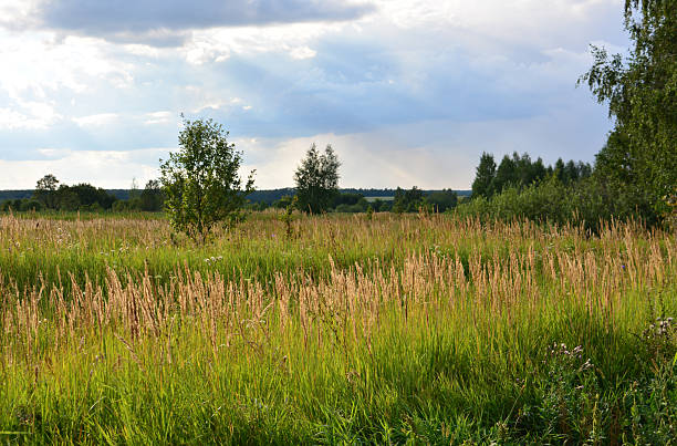 istock A field of tall grass under a cloudy sky with sunlight shining through 2219022996