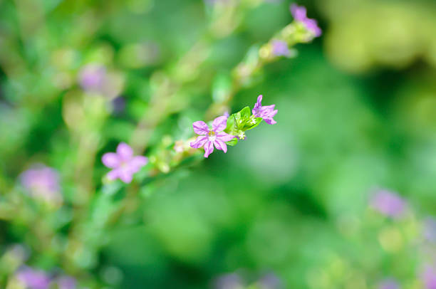 Cuphea hyssopifolia Humb, Cuphea hyssopifolia Kunth or Elfin Herb or False Heather or LYTHRACEAE or purple flower